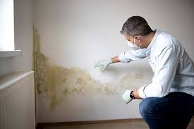 Best Attic Mold Removal  in , CO